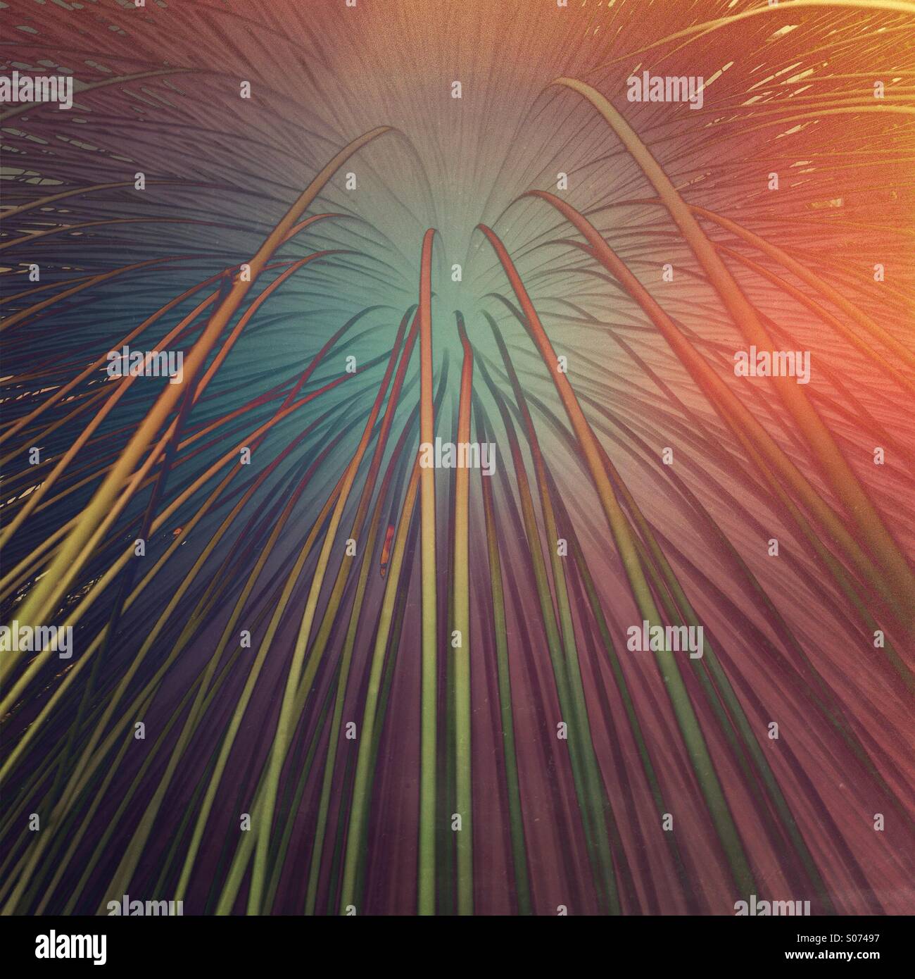 Coloratissimi modelli astratti da foglie di Dasylirion quadrangulatum impianto (erba messicana albero) Foto Stock