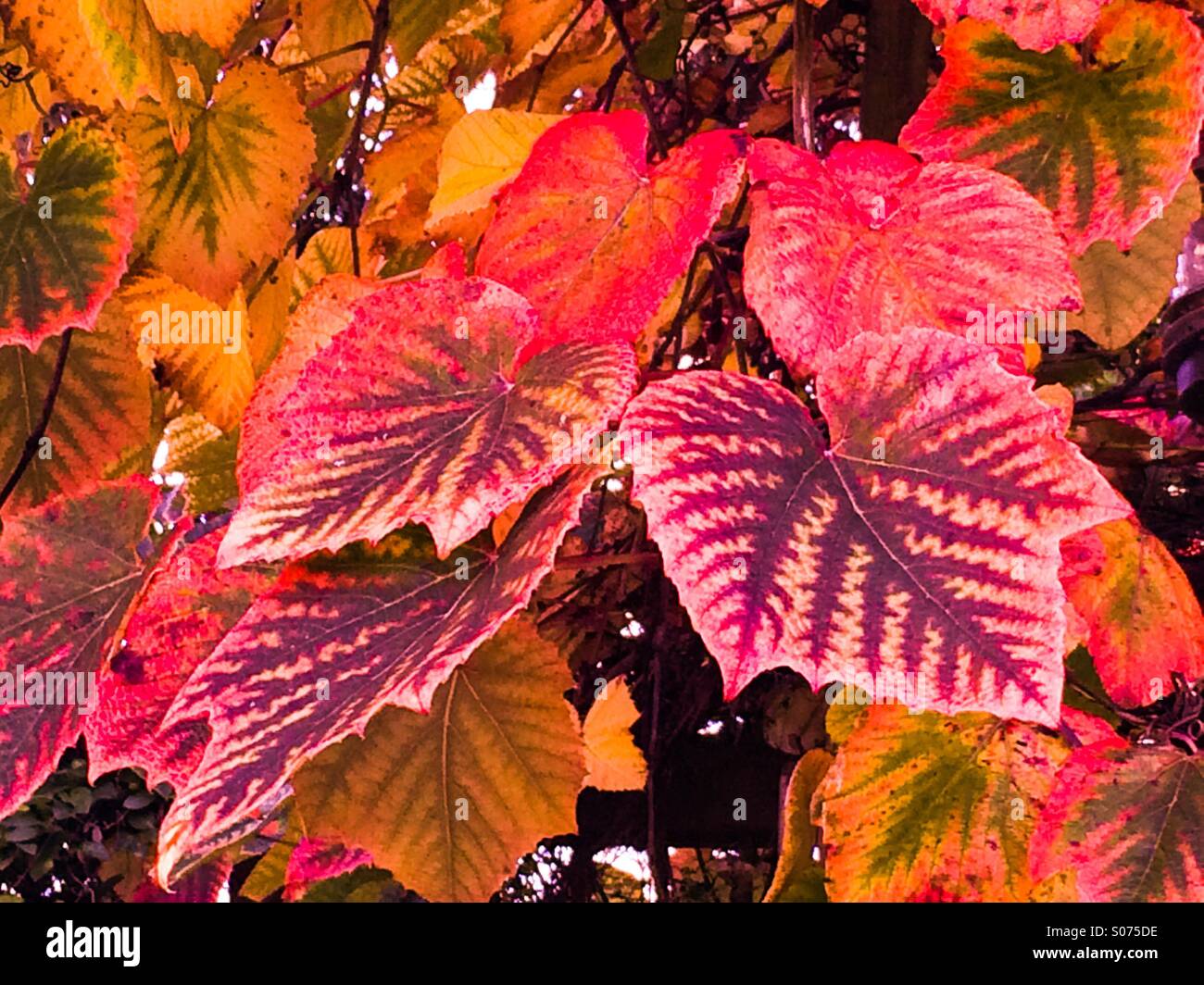 Foglie di autunno su un vitigno Foto Stock