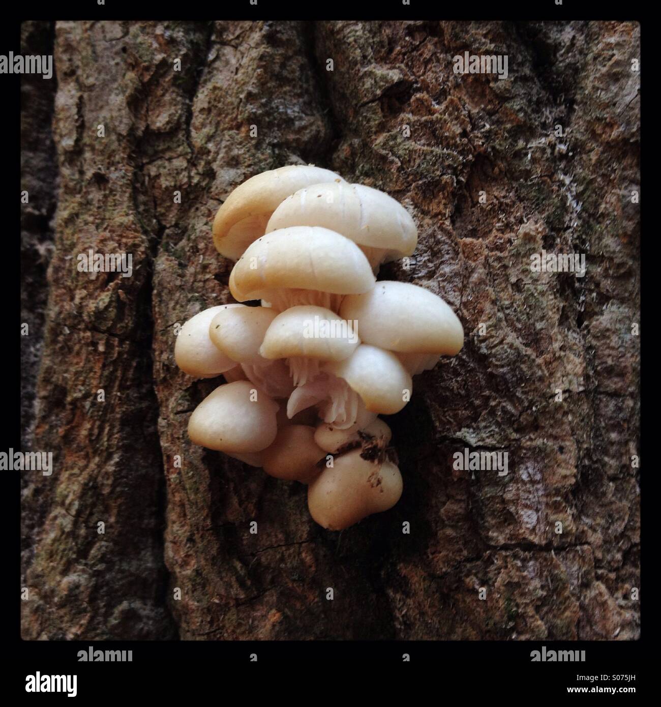 Intrico di bianco di funghi che crescono su corteccia di albero. Foto Stock
