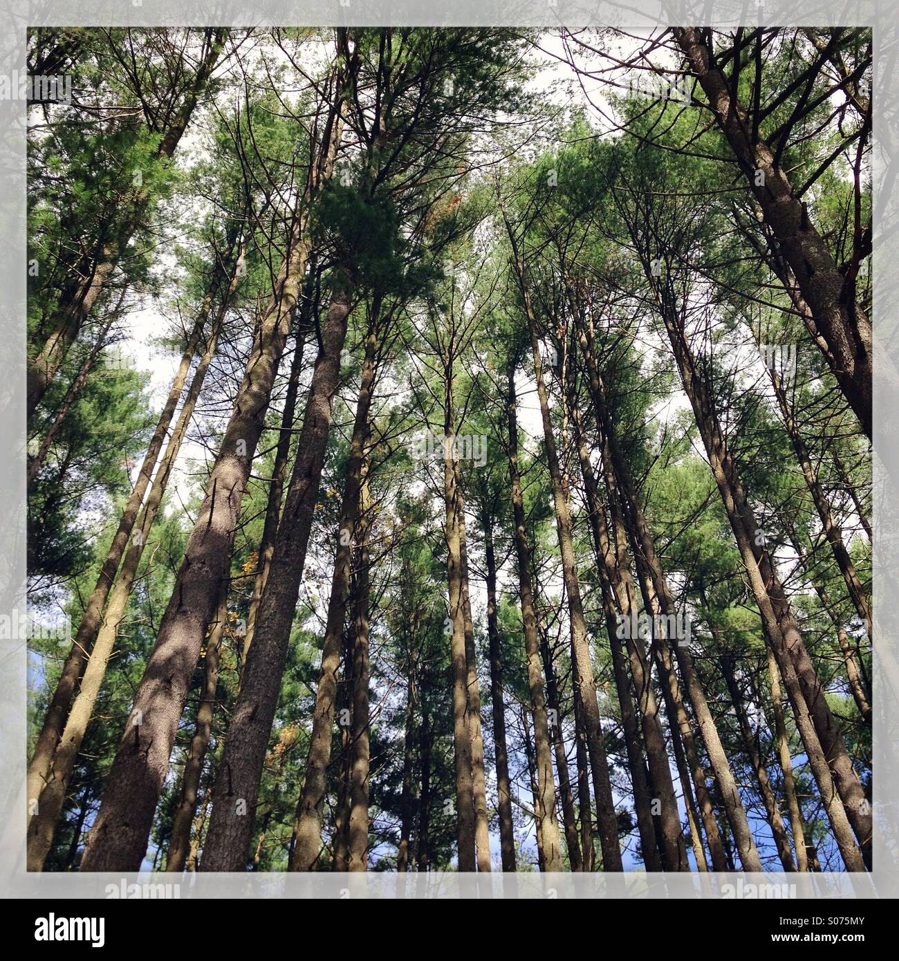 Tall verde di pini convergono verso il centro superiore del telaio. Foto Stock