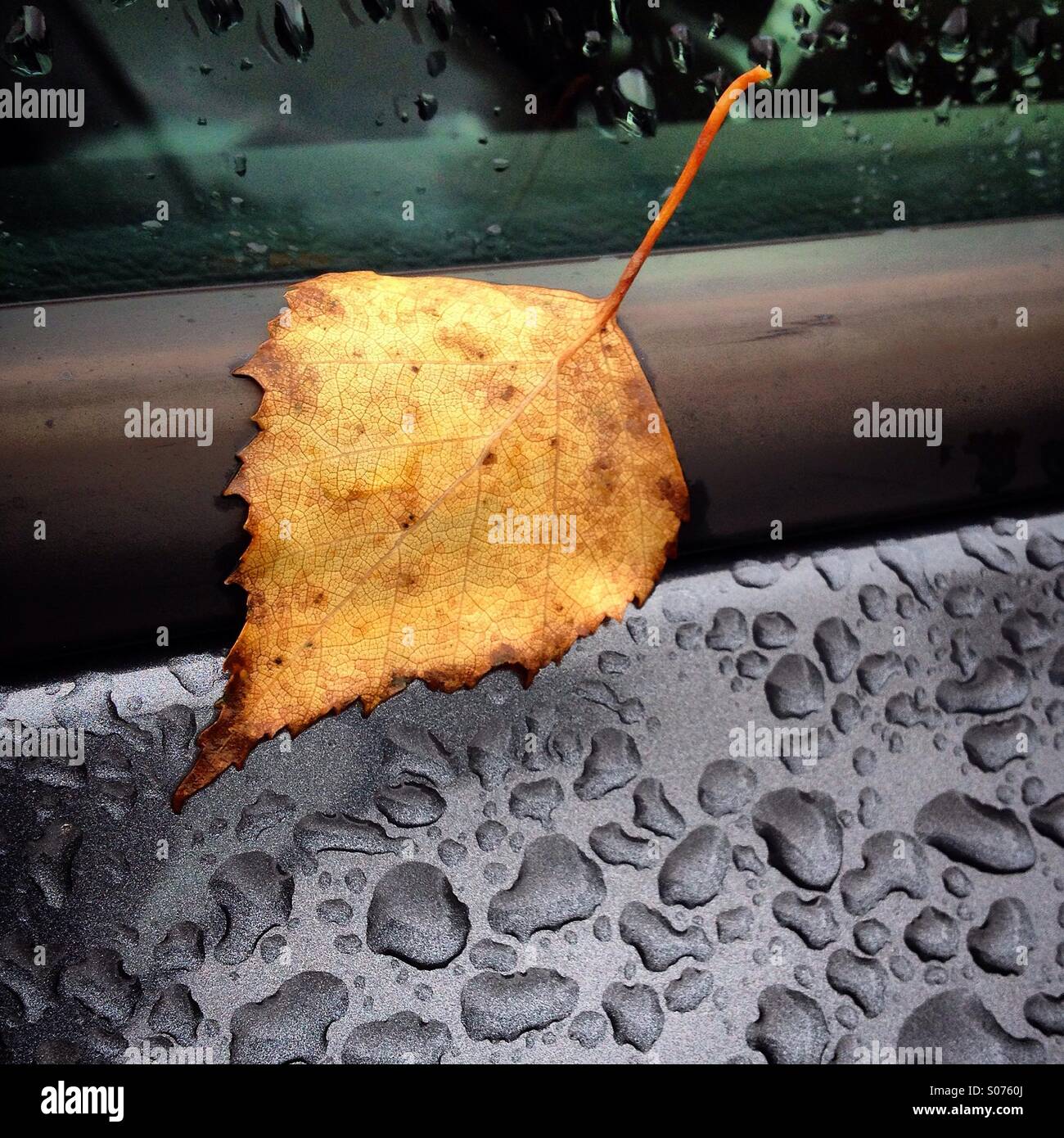 Una foglia di autunno in una piovosa finestra auto Foto Stock