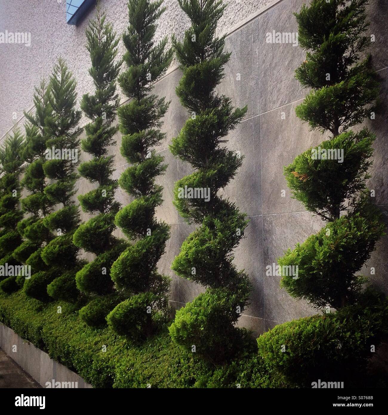 Su alberi prunned decorare un hotel in Colonia Roma, Città del Messico. Il taglio di alberi in questo modo danneggiare seriamente le piante e non consentire gli uccelli costruiscono i loro nidi. Foto Stock