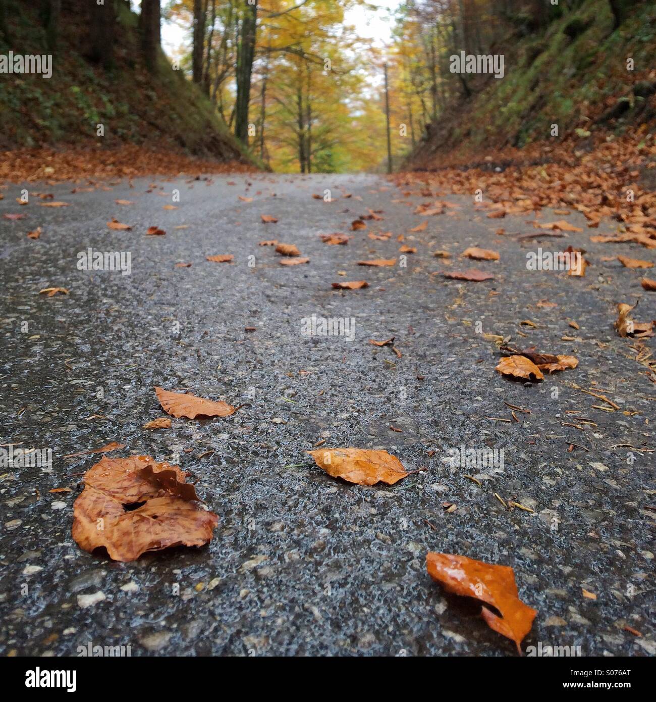 Autunno su strada - Immagine stock catturata con smartphone