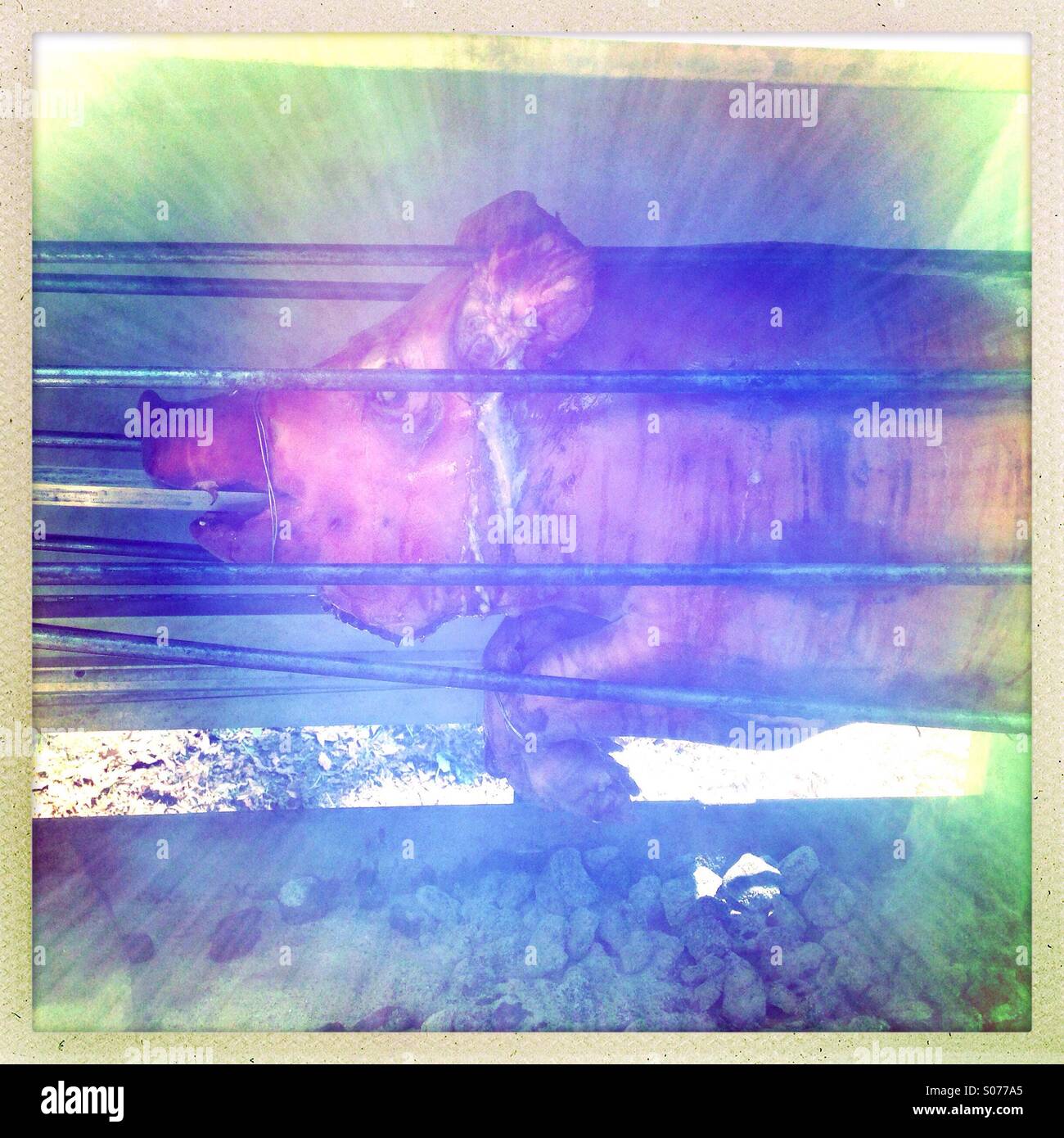 Essendo di maiale arrostito allo spiedo. Foto Stock