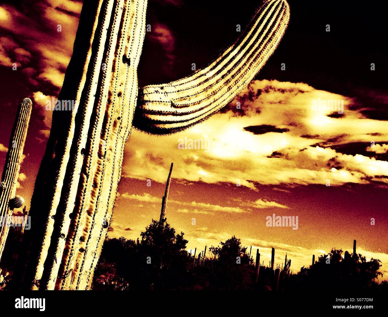 Cactus nel deserto. Foto Stock