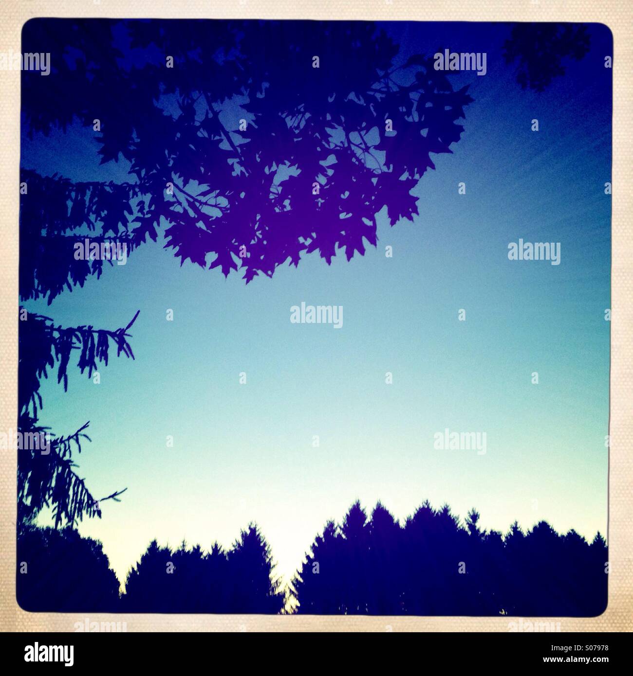 Silhouette di alberi di pino contro un cielo blu. - Immagine stock catturata con smartphone