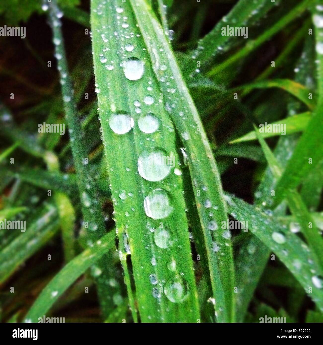 Le goccioline di acqua su una lama di erba Foto Stock