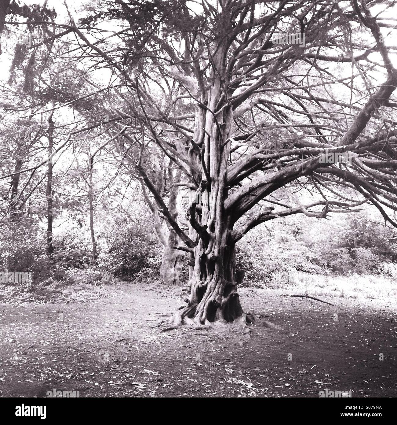 Antico albero in una foresta in inglese Foto Stock