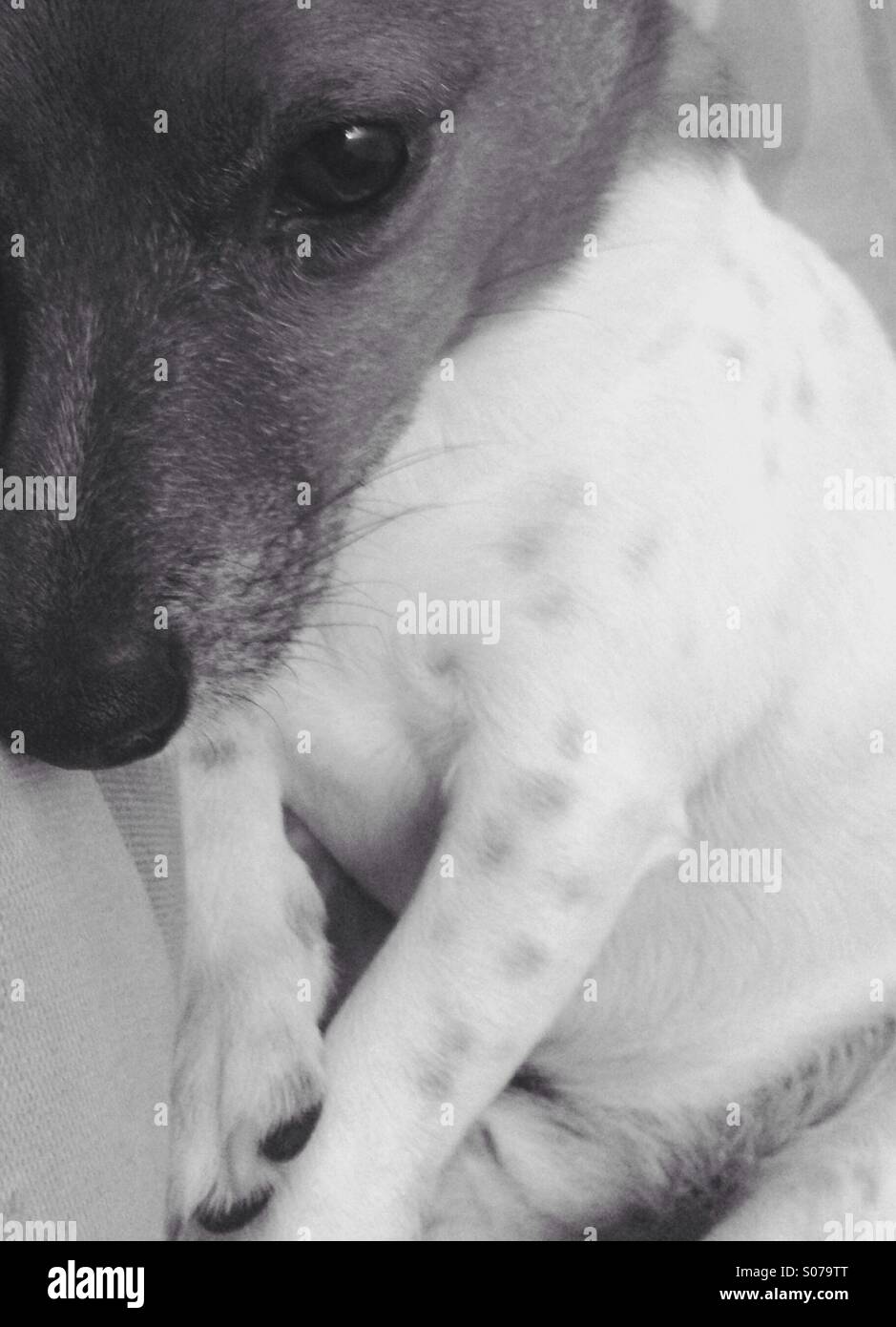 Sleepy Jack Russell Foto Stock