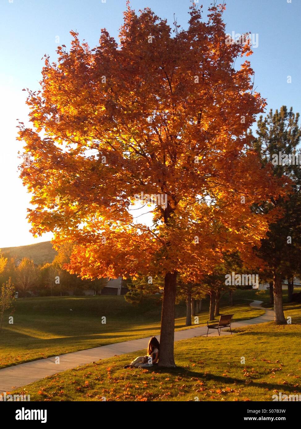Un bambino si siede sotto un brillante arancio in un parco in Salt Lake City, UT. Foto Stock