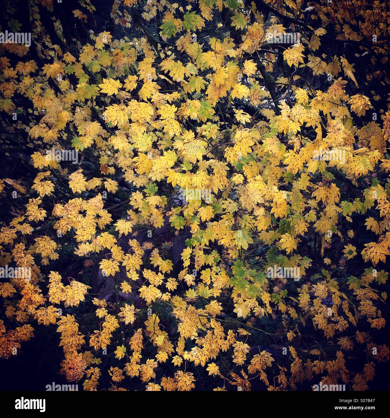 Vite foglie di acero in autunno, il Parco Nazionale di Olympic, Washington, Stati Uniti d'America - Immagine stock catturata con smartphone