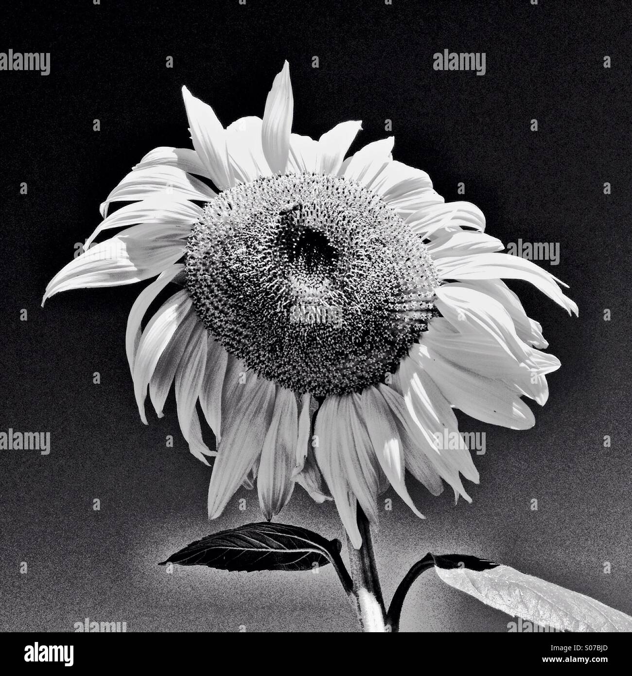 Un girasole ospita un ape. - Immagine stock catturata con smartphone