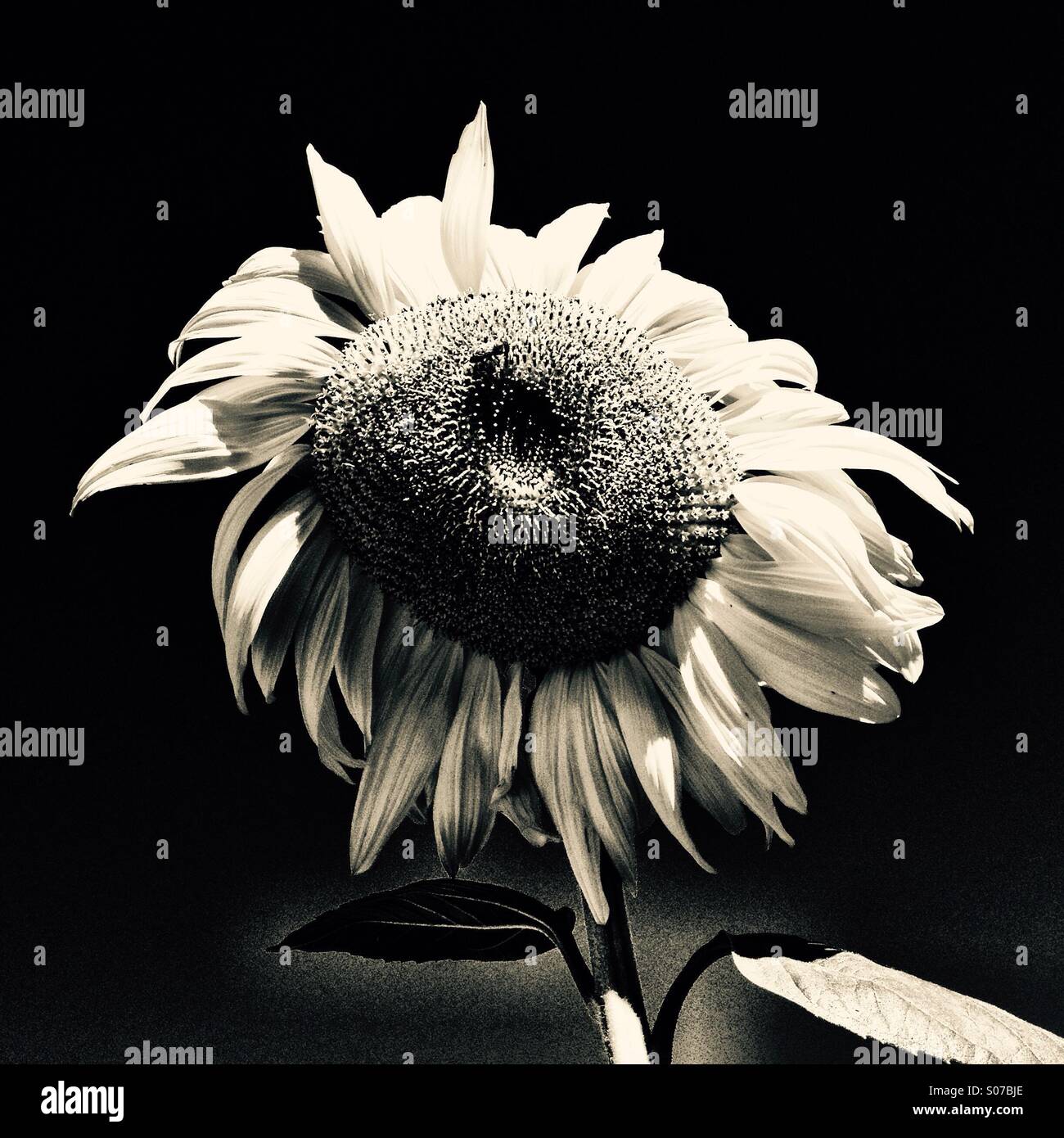 Un girasole ospita un ape. - Immagine stock catturata con smartphone