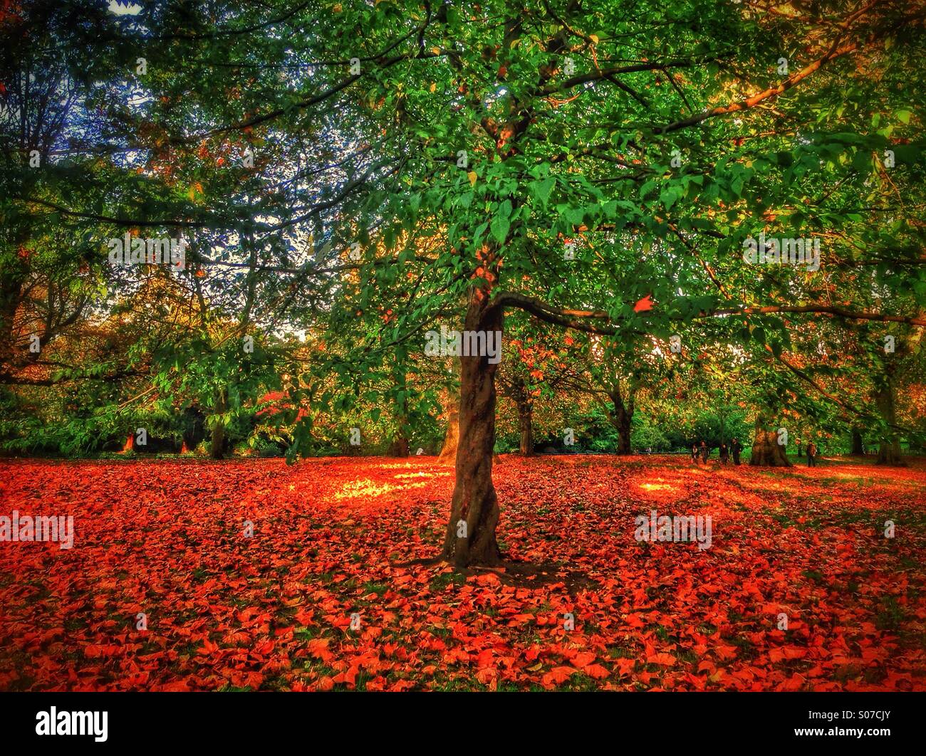 Foglie di autunno in Hyde Park Londra Foto Stock