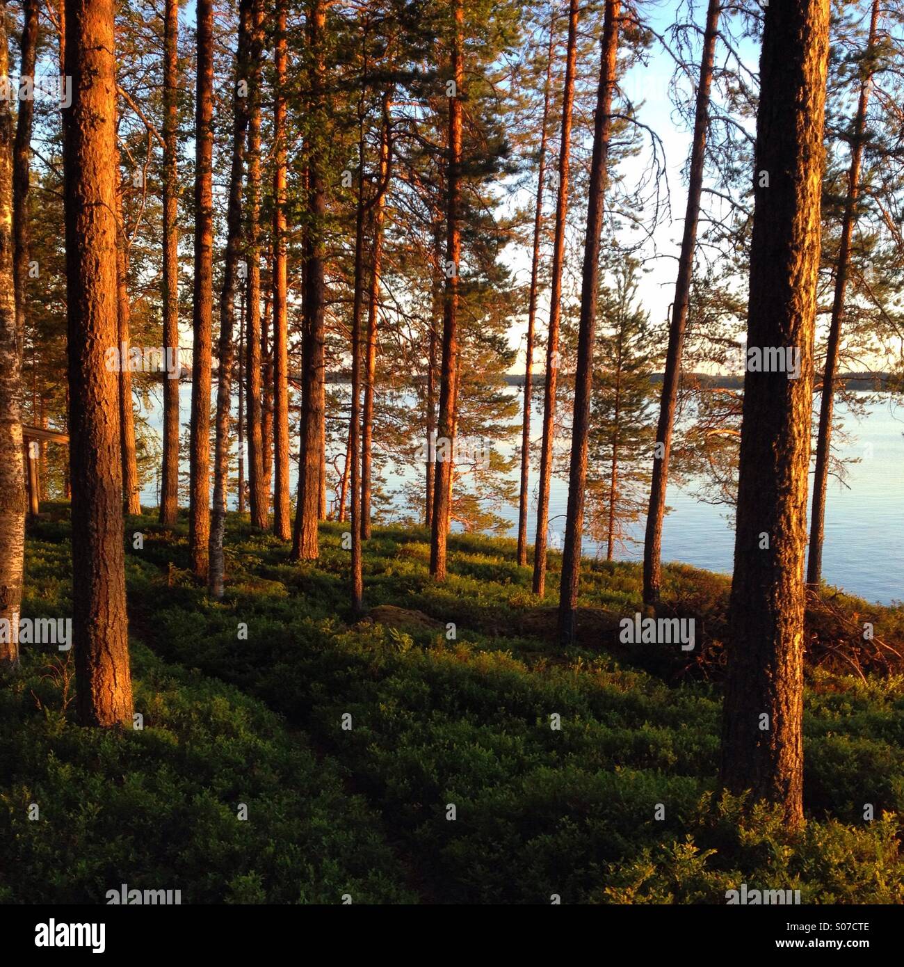 Un tradizionale Nordic summerhouse foresta a un lago finlandese nel circolo polare artico il sole di mezzanotte - Immagine stock catturata con smartphone
