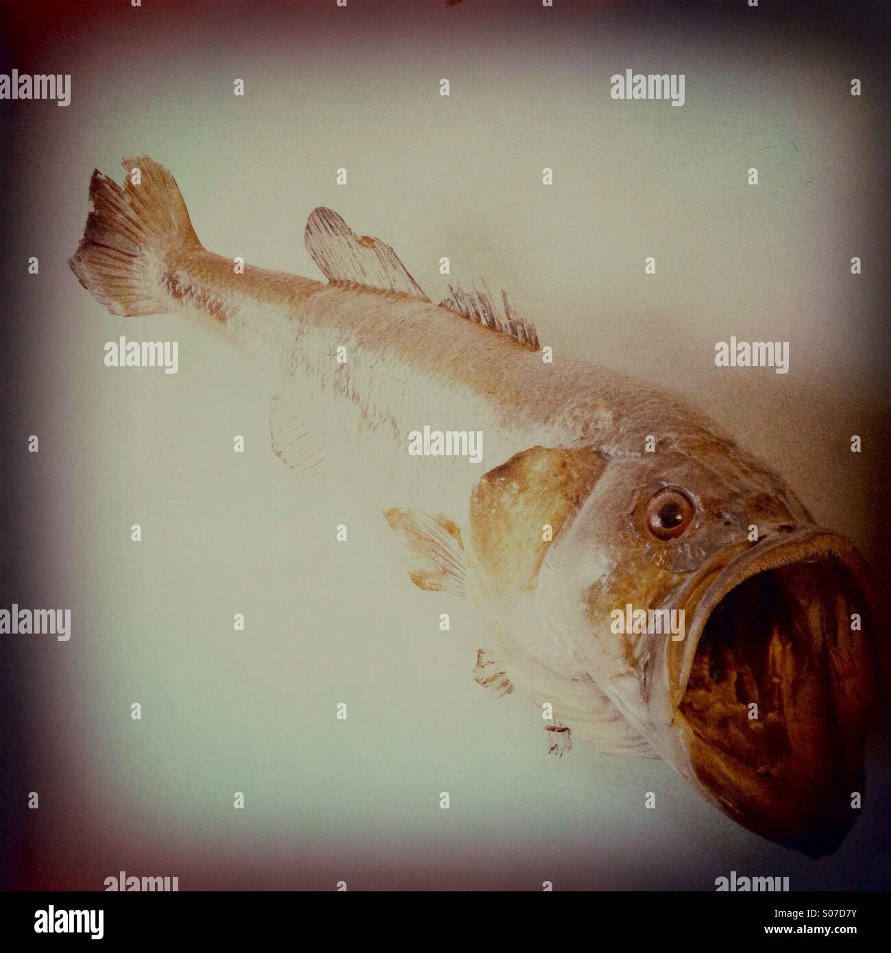 Largemouth bass con la sua bocca aperta - Immagine stock catturata con smartphone