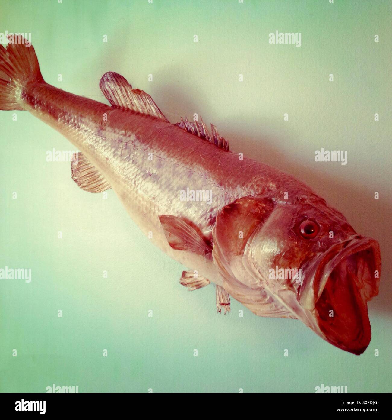 Largemouth bass (micropterus salmoides) con la bocca aperta. Foto Stock