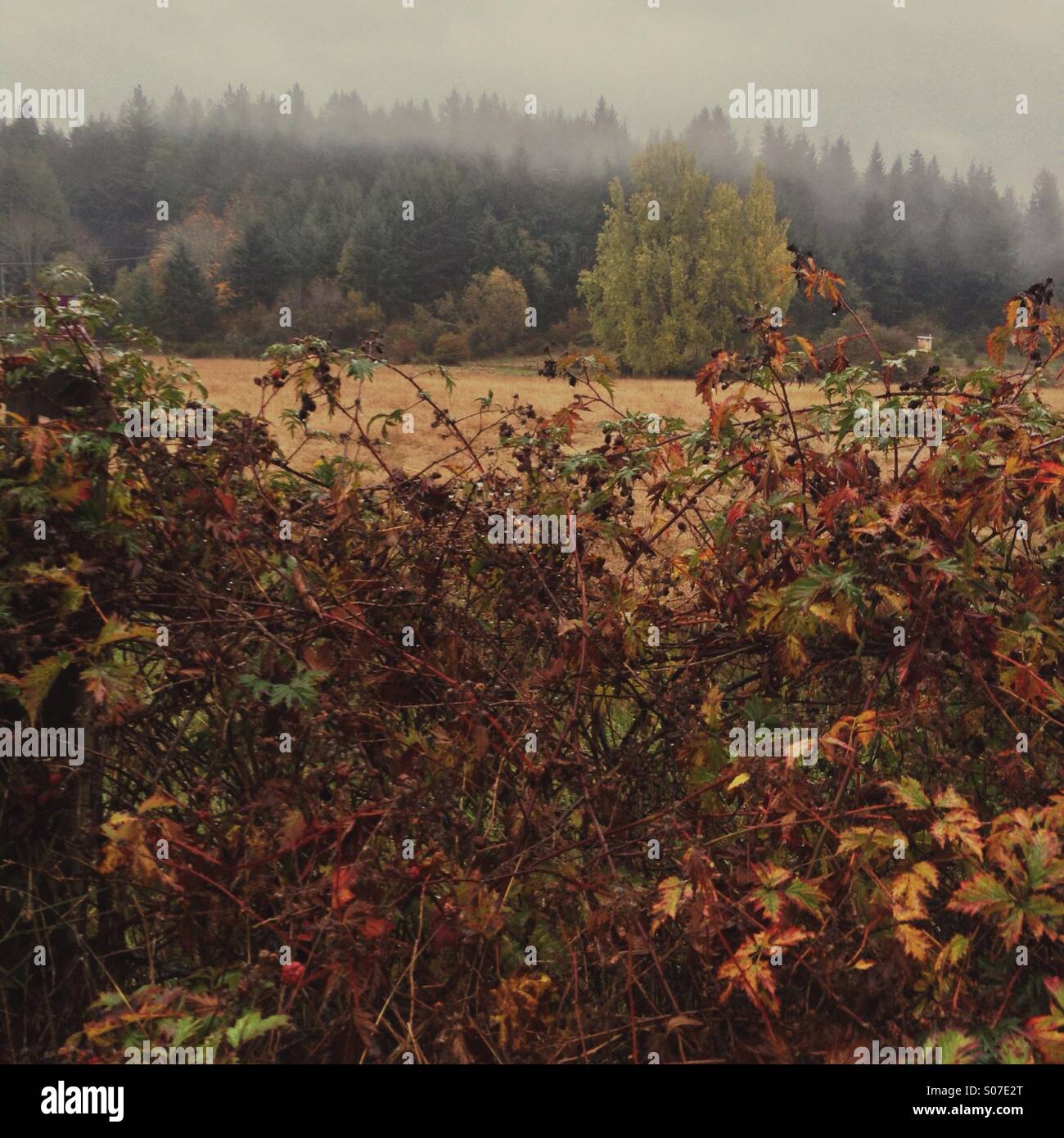 Fuori stagione rovi in autunno il gocciolamento con pioggia accanto al campo di nebbia. Foto Stock