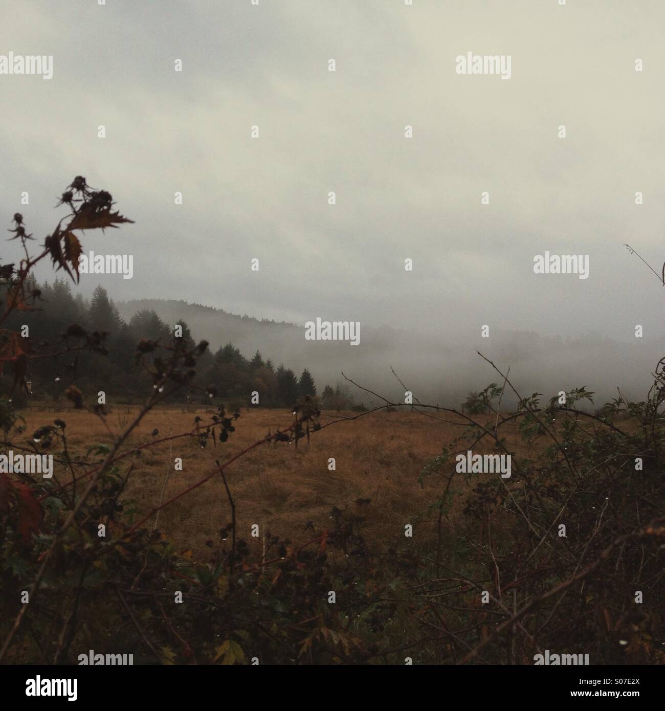 Nebbioso campo piovosa con wet blackberry di boccole in primo piano in autunno. Foto Stock
