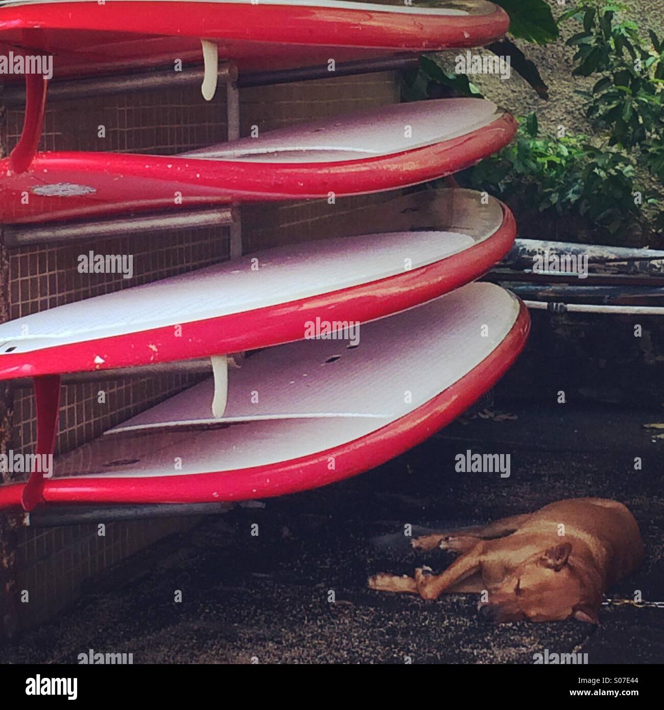 Un cane bruno rosso con tavole da surf Foto Stock