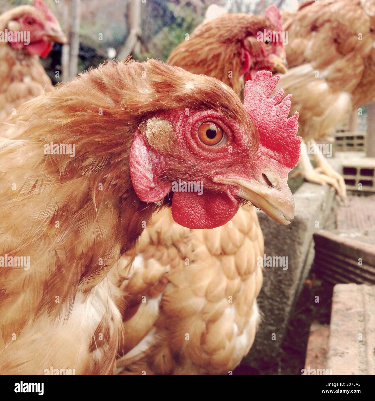 Hühner im Stall Foto Stock