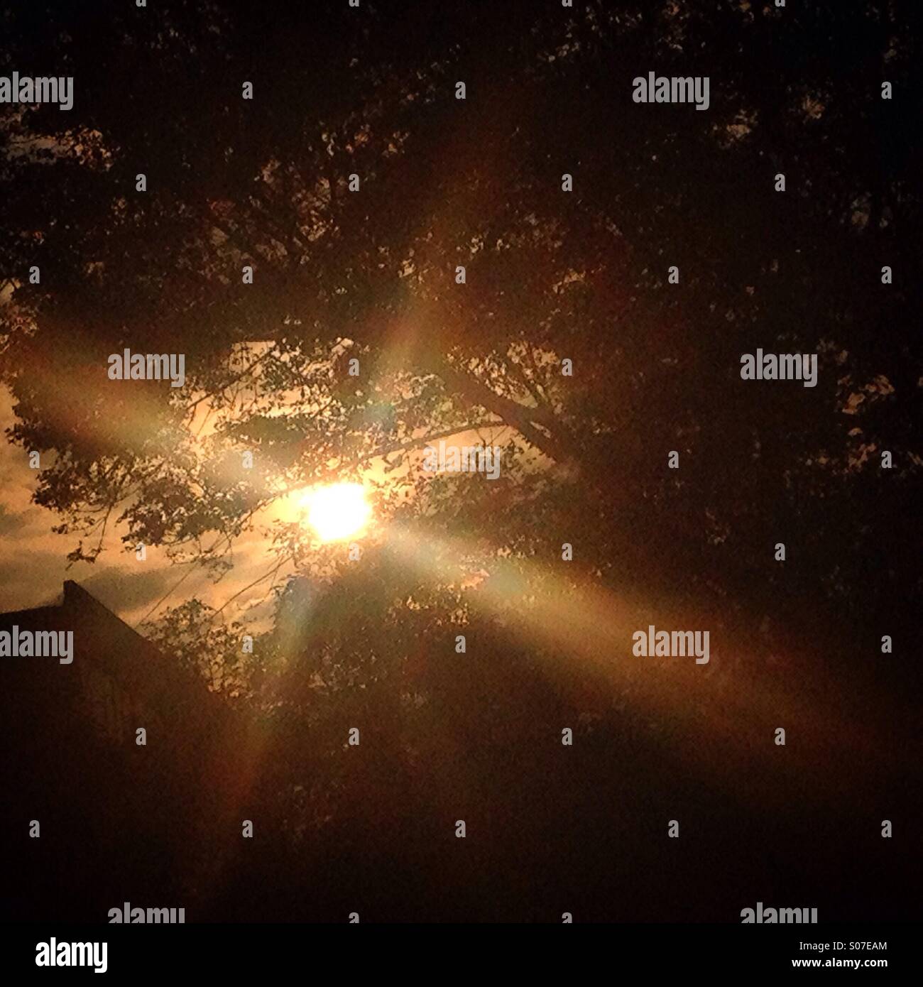 Tramonto a Colonia Roma, Città del Messico, Messico Foto Stock