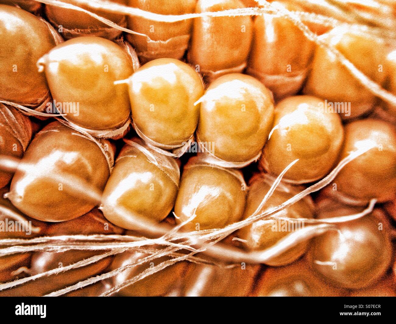 PANNOCCHIA - Immagine stock catturata con smartphone