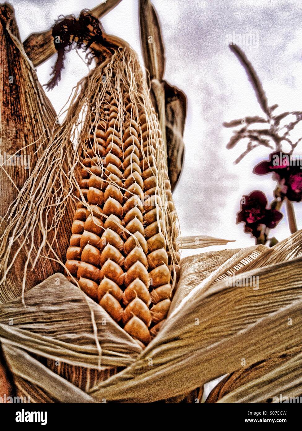PANNOCCHIA - Immagine stock catturata con smartphone