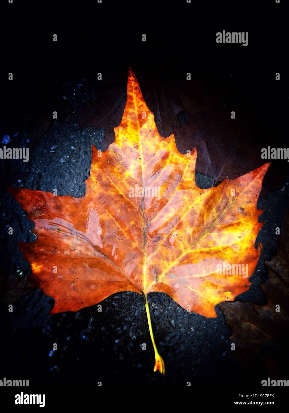 Marrone Giallo maple leaf Foto Stock