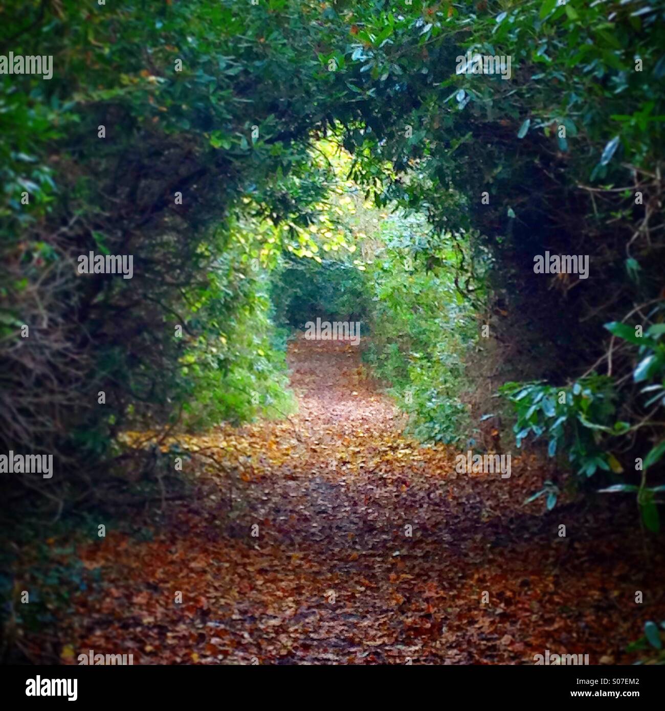 Una passerella di foresta scavate attraverso gli alberi Foto Stock