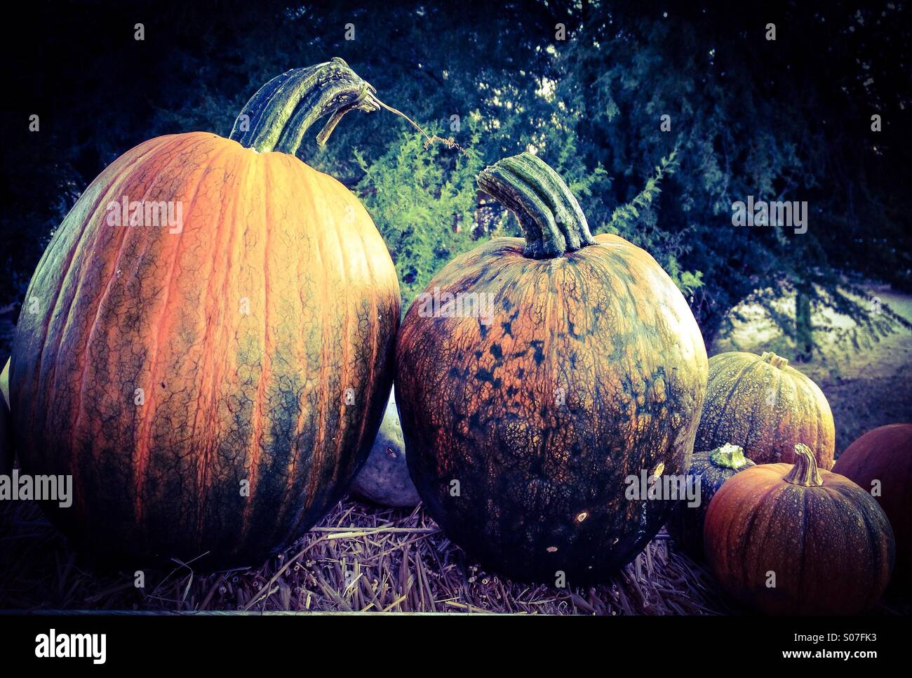 Zucche di caduta. - Immagine stock catturata con smartphone
