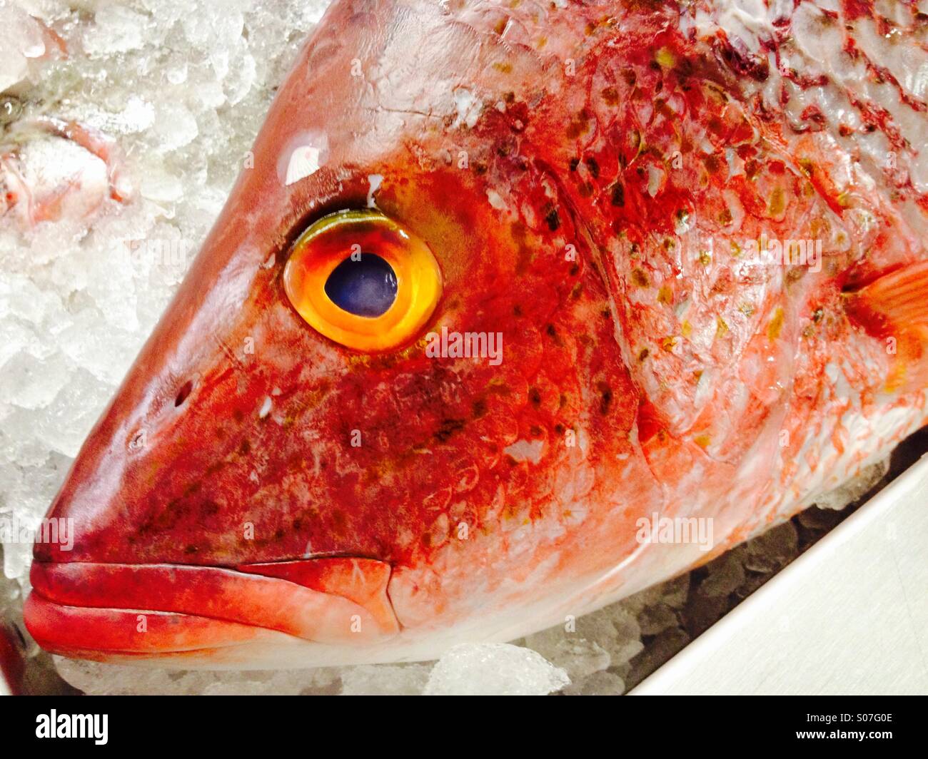Occhio Di Pesce Morto Immagini e Fotos Stock - Alamy