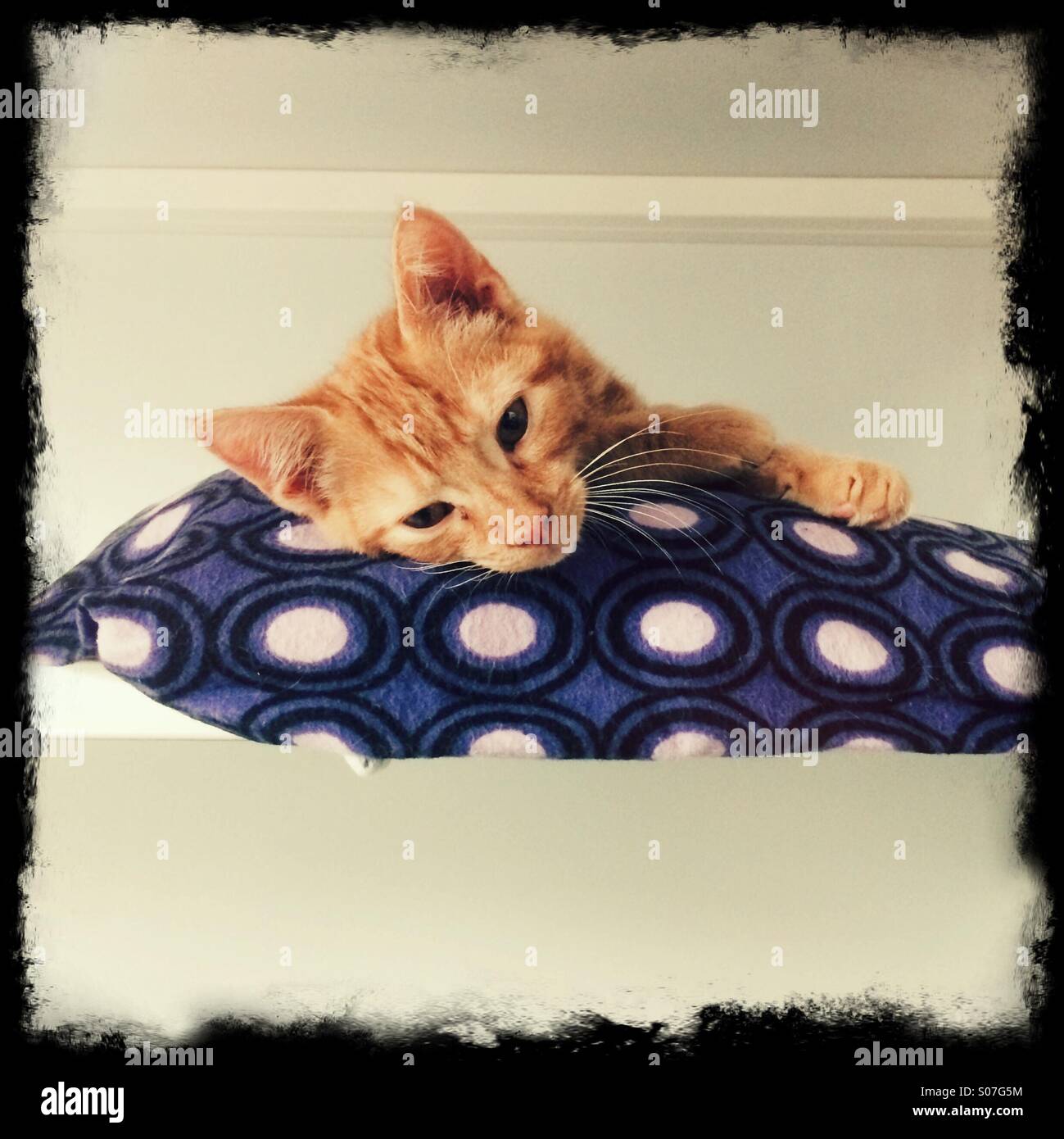 Lo zenzero gattino sul cuscino. Foto Stock