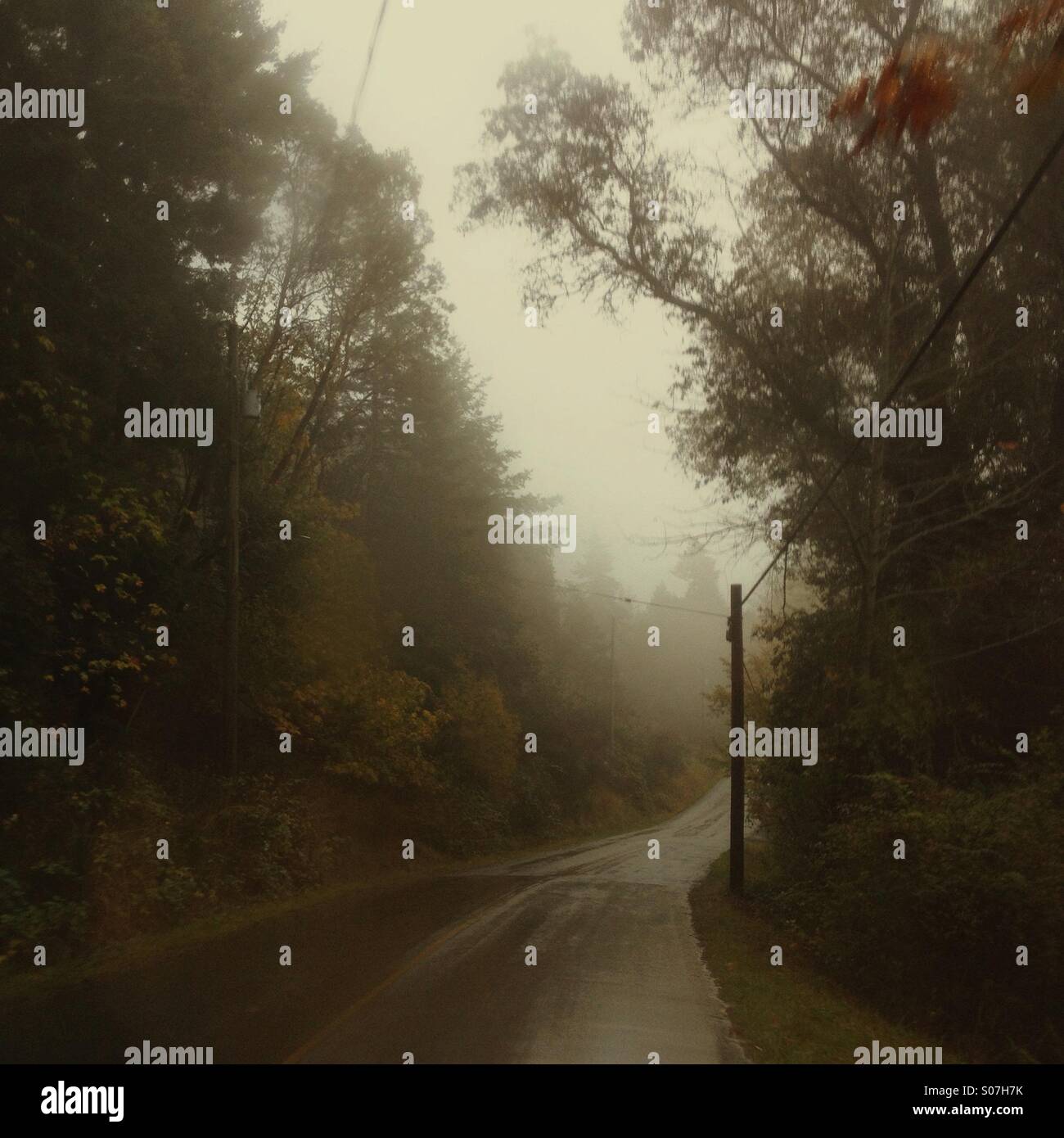 Azione girato di guida lungo un ventoso foggy rurale strada in caduta attraverso la foresta piovosa. Foto Stock