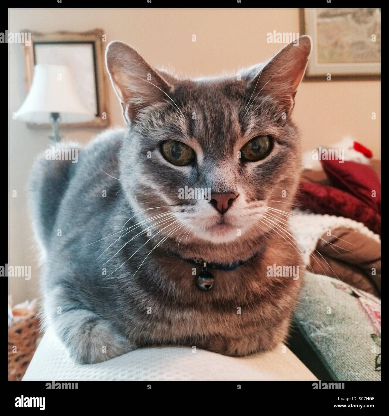 Gatto grigio tabby guardando la fotocamera. Foto Stock