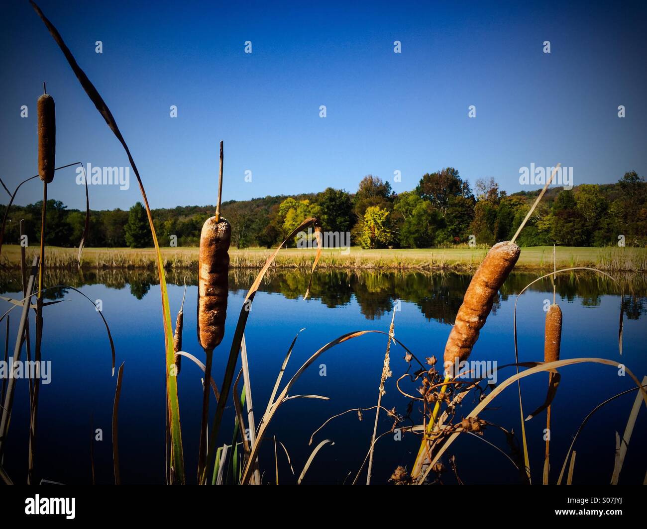 Alabama farm stagno con golden cattails evidenziata dalla mattina presto e i colori autunnali. Foto Stock