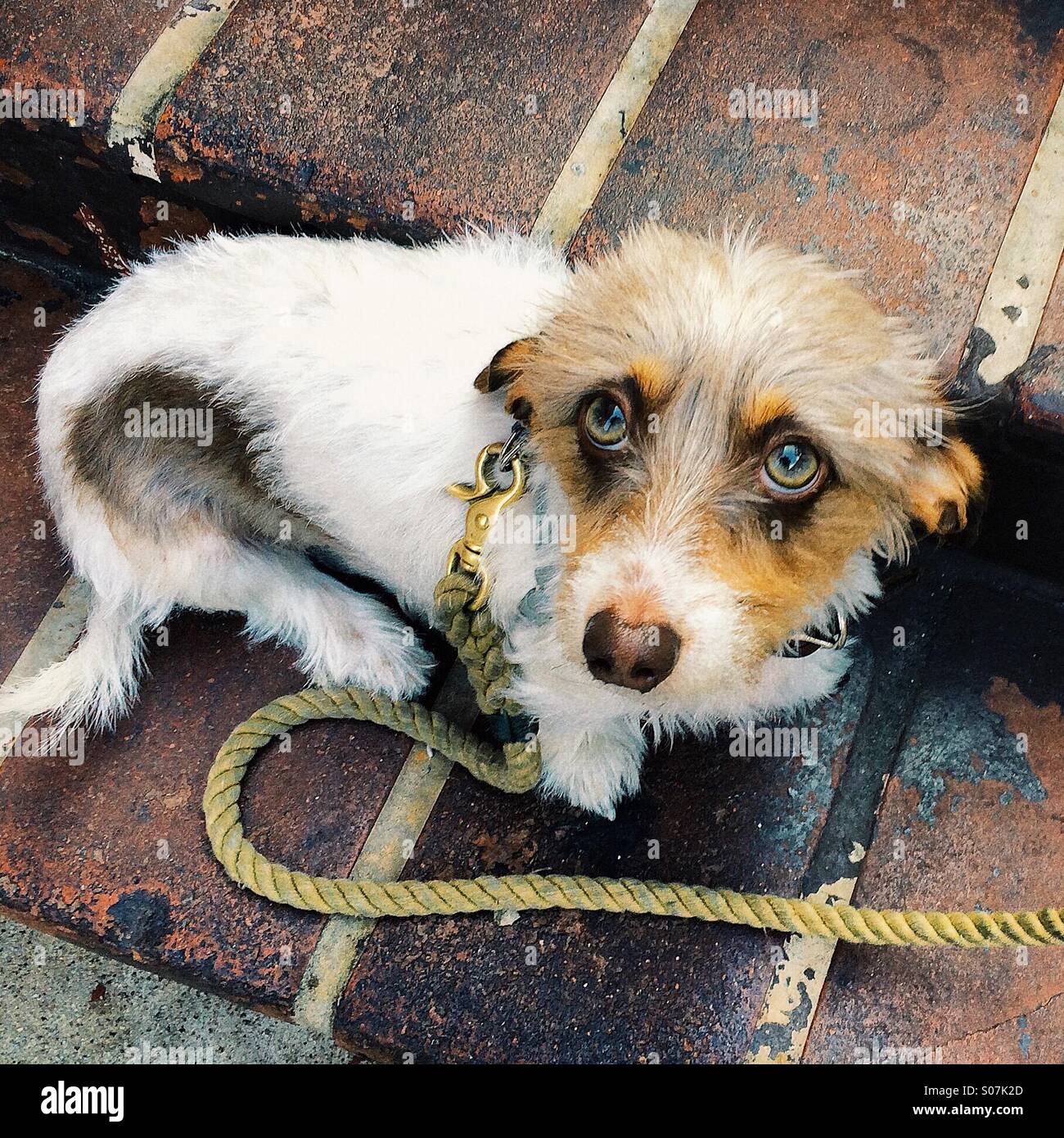Triste cane con occhi verdi - Immagine stock catturata con smartphone