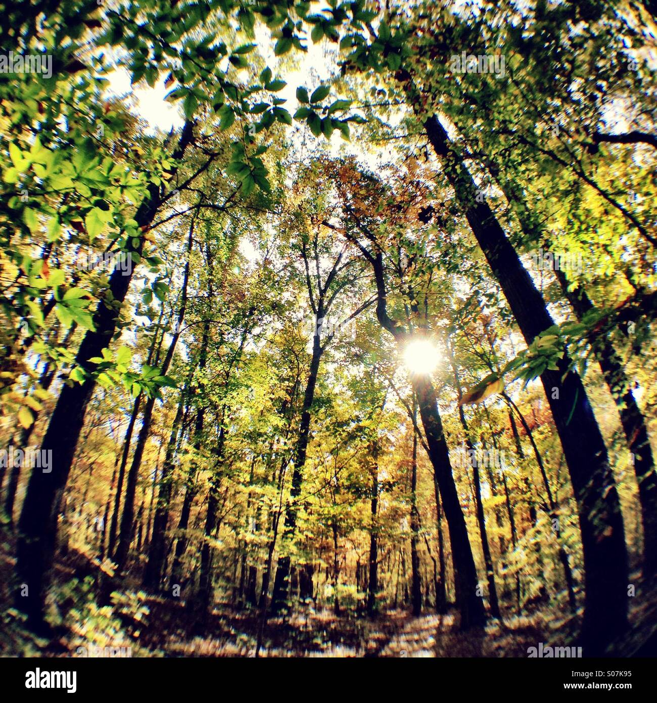 Foresta di fisheye Foto Stock