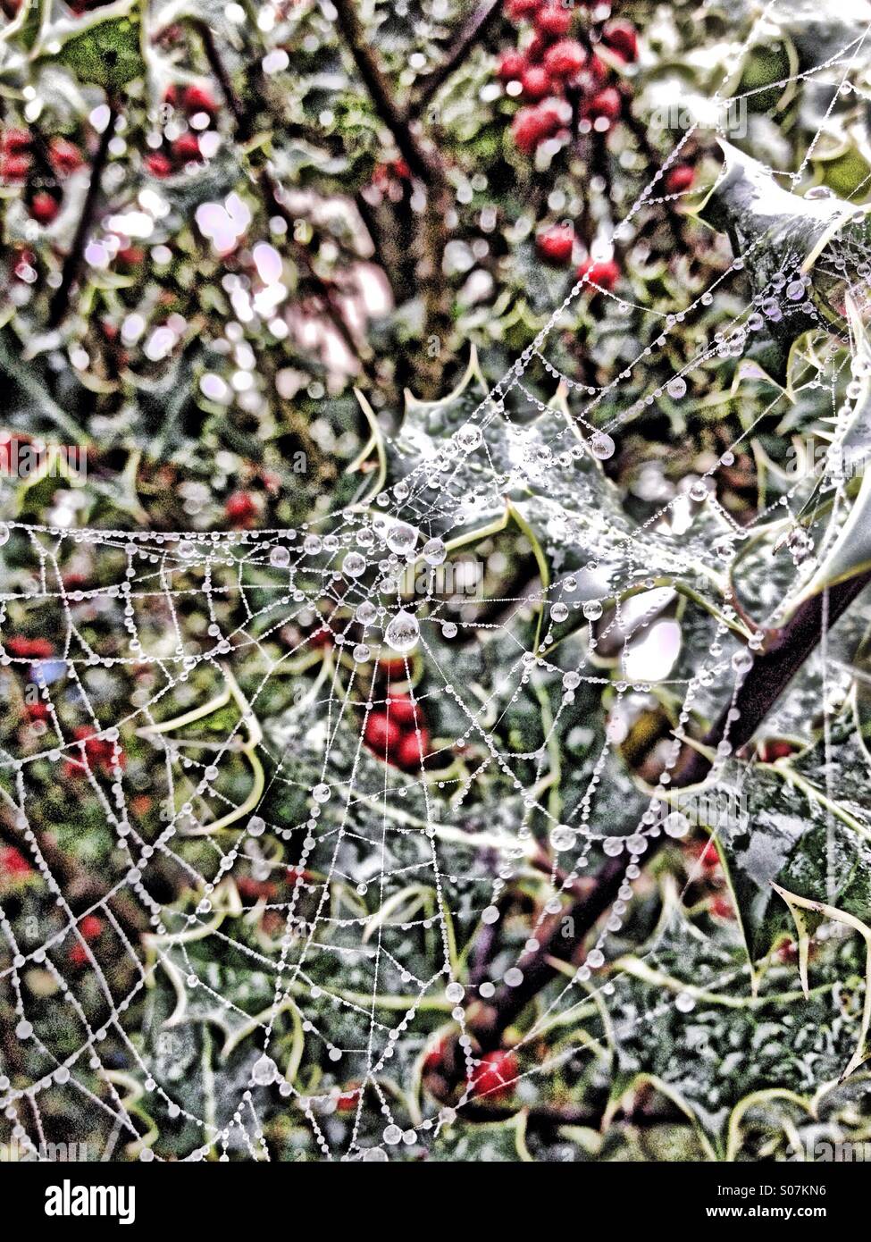 Cob web su holly coperti di rugiada - Immagine stock catturata con smartphone