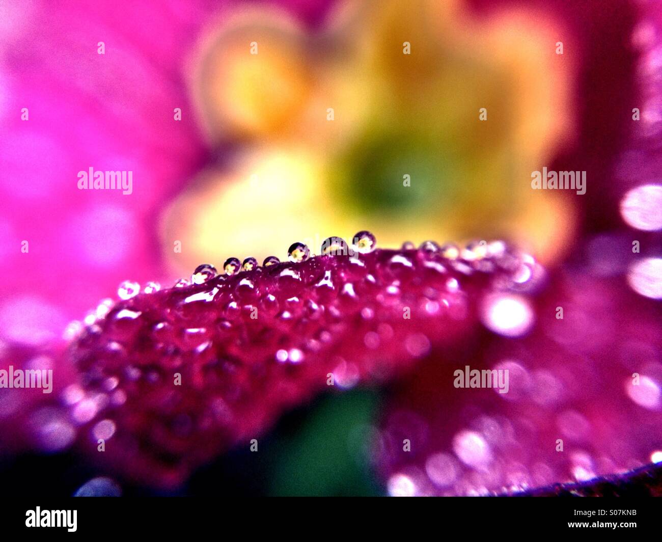 La rugiada sul lato di primrose petalo con la riflessione del fiore in ciascuna goccia Foto Stock