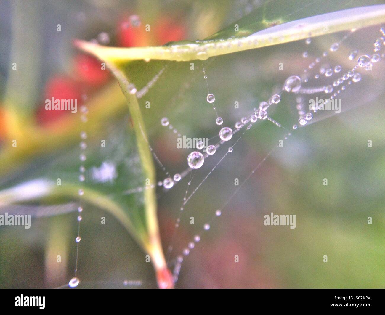 La rugiada su holly leaf - Immagine stock catturata con smartphone