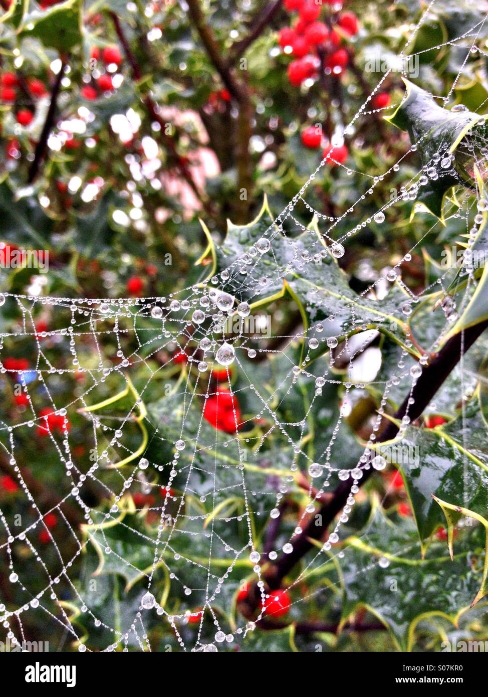 Ragnatela coperto di rugiada appesa a holly - Immagine stock catturata con smartphone