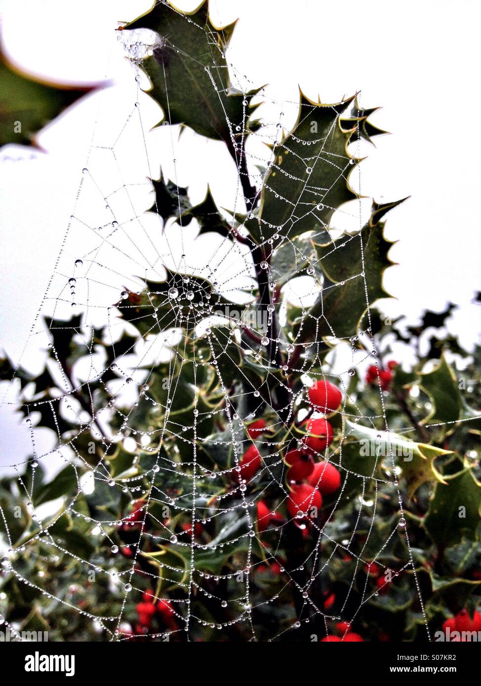 Cob web con la rugiada appesa a holly - Immagine stock catturata con smartphone
