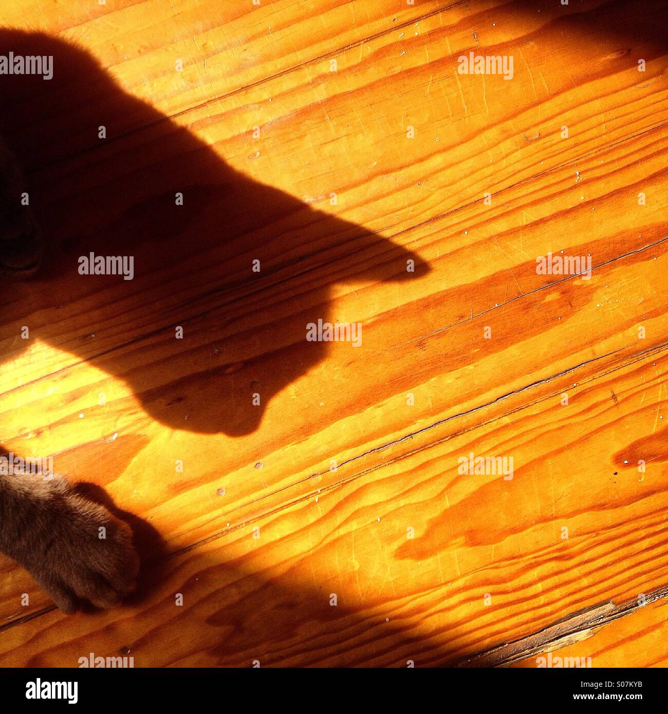 L'ombra di un gatto è colato su di un pavimento in legno a Colonia Roma, Città del Messico, Messico Foto Stock