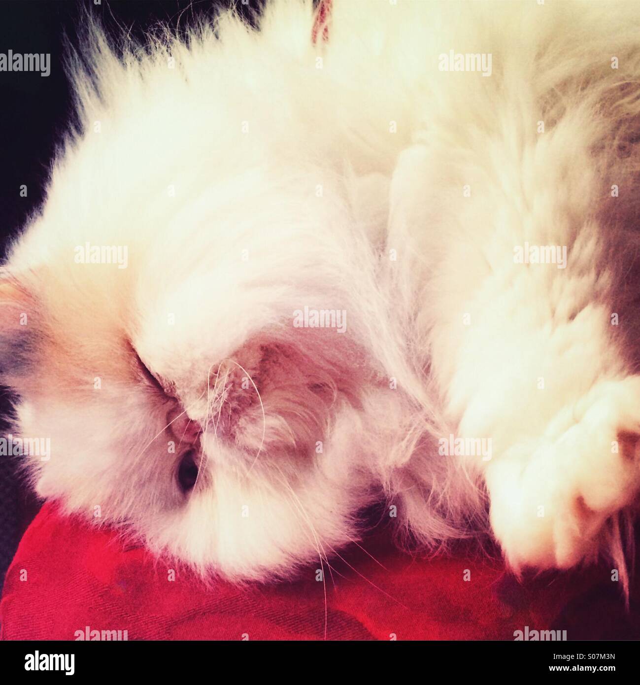 Fluffy gatto persiano sdraiato sul lato Foto Stock