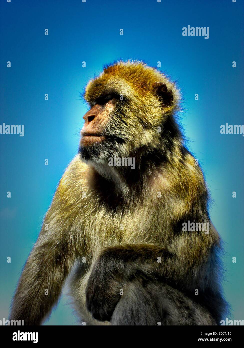 Scimmia, scimmia Foto Stock
