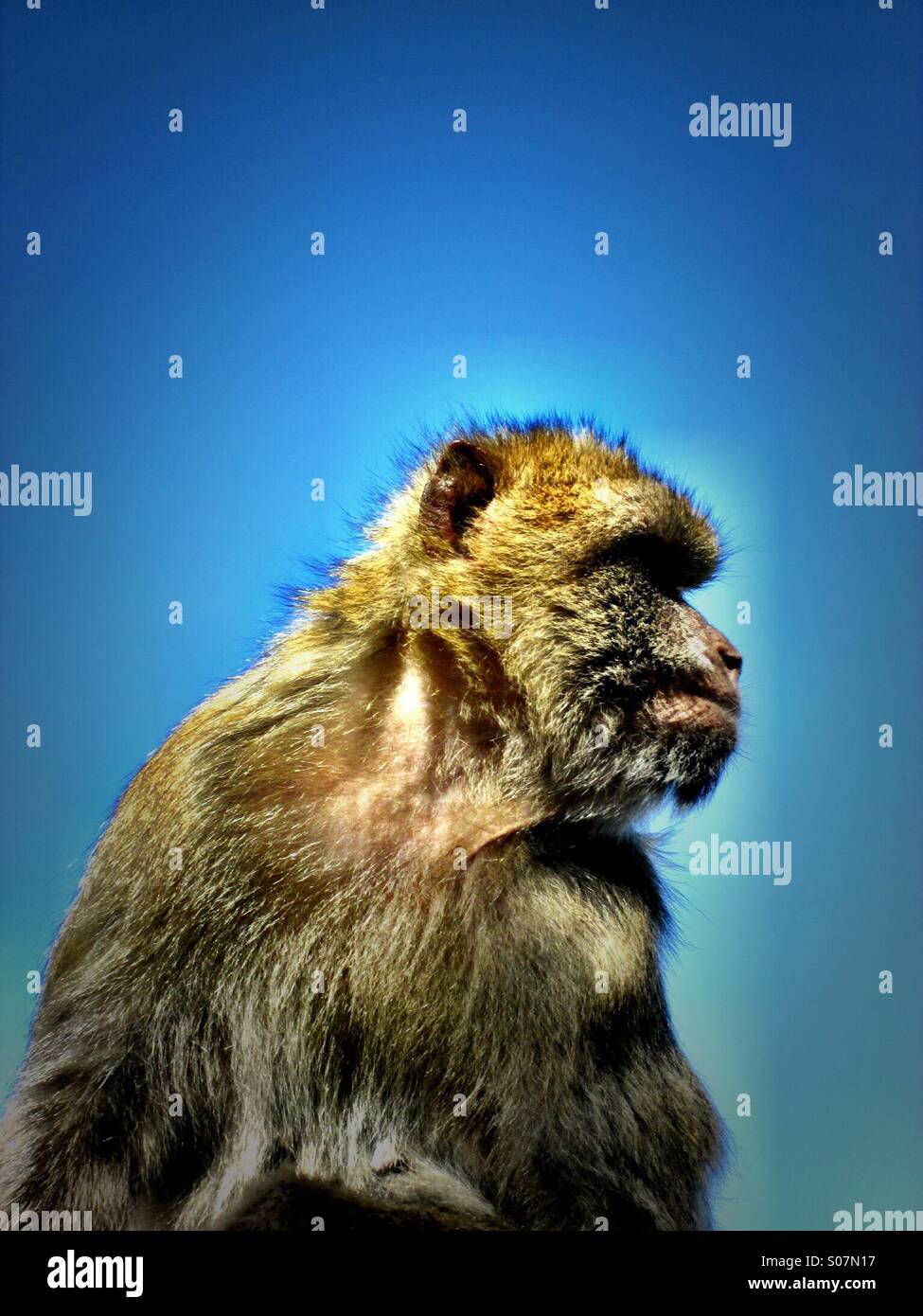 Scimmia scimmia Foto Stock