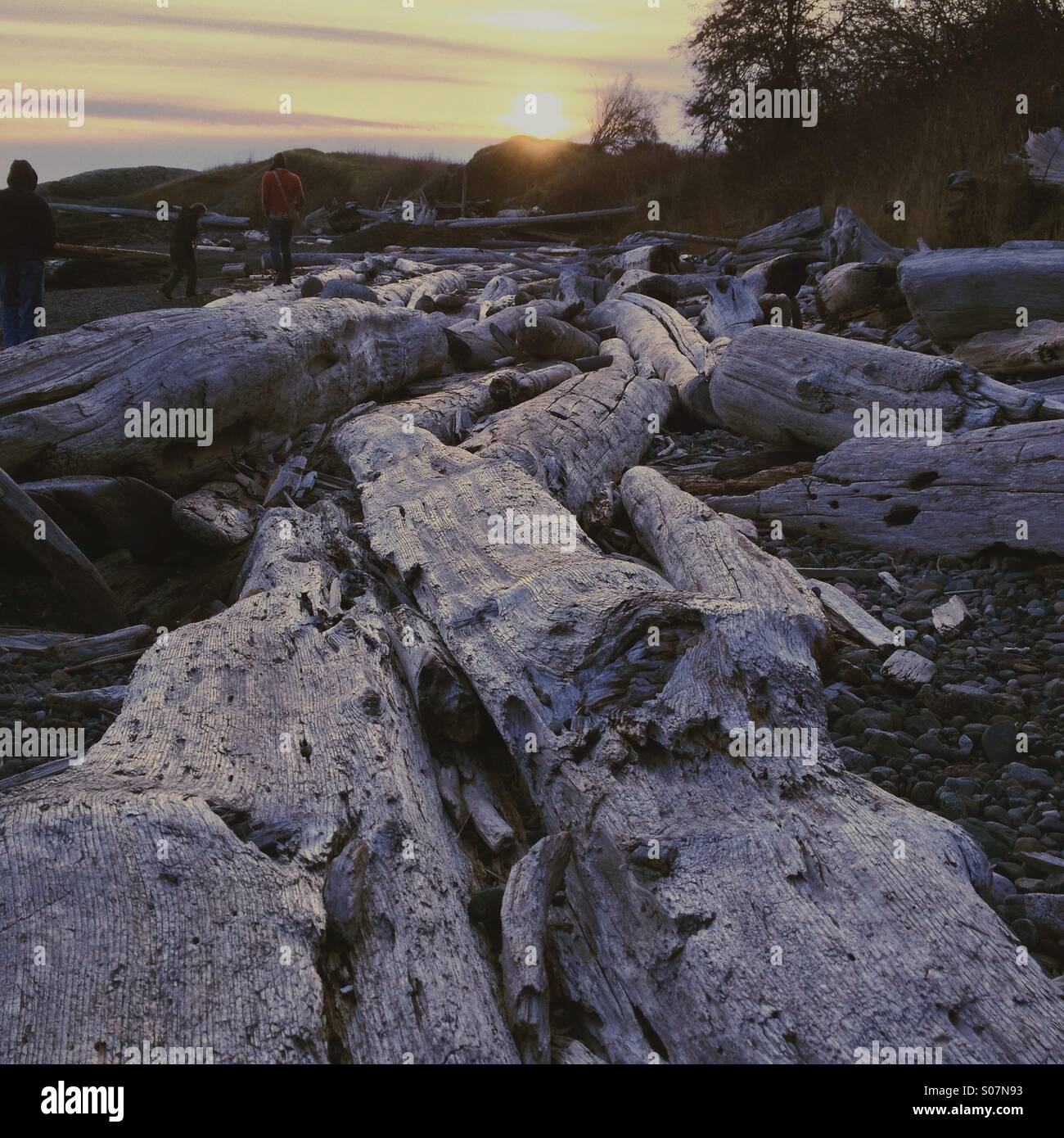 Tramonto sul driftwood spiaggia coperta con 3 persone a piedi di distanza. Foto Stock