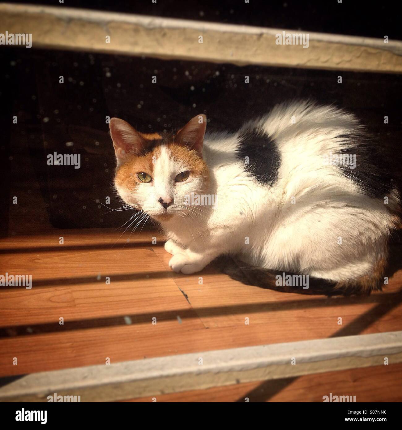 Un gatto sunbathes in una casa a Colonia Roma, Città del Messico, Messico Foto Stock