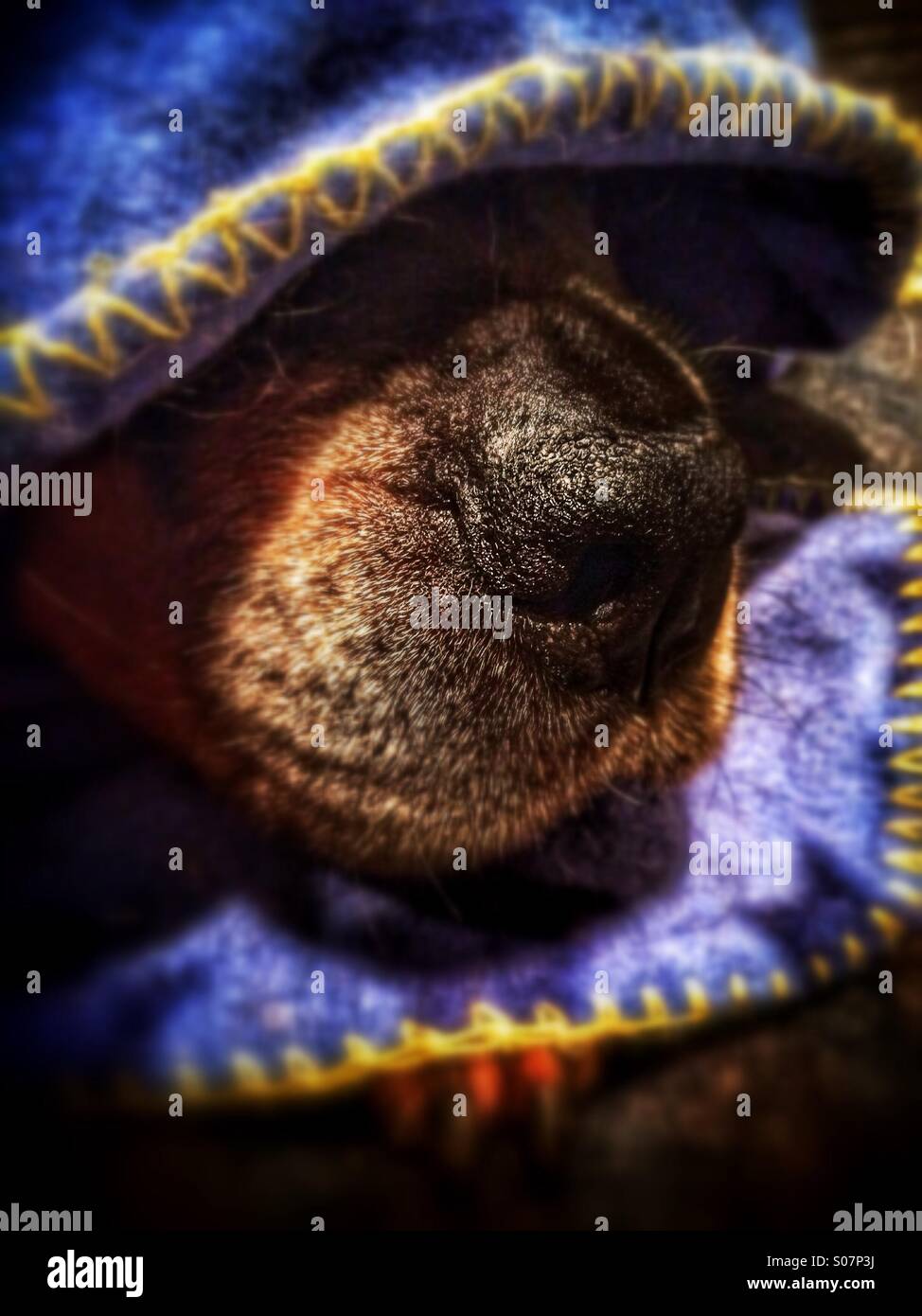 Rottweiler cane sotto coperta rivelando naso - Immagine stock catturata con smartphone